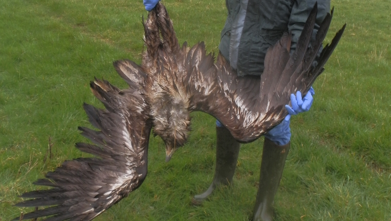 The bird survived some weeks after the shooting before dying
