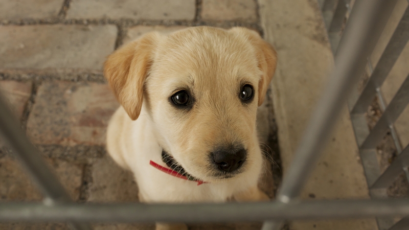 New penalties for convictions include powers granted to a judge to ban a person from owning an animal