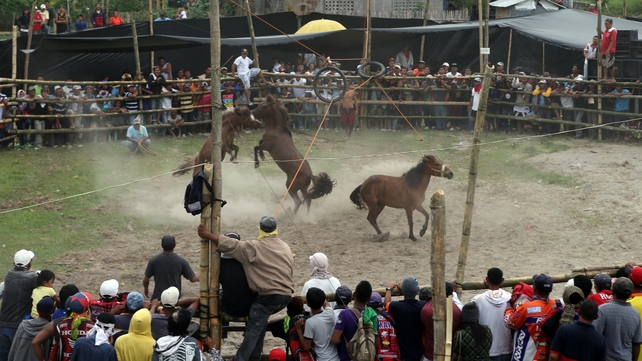 Villagers watch a horse fight during the Seslong festival on in T'boli town, Philippines. Horse fighting, which is illegal, pits two stallions against each other during mating season by forcing them to fight until retreat or death over a mare in heat