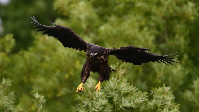 Exploring the treetop surroundings