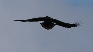 In full flight