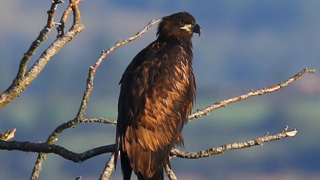 Keeping watch over the neighbourhood