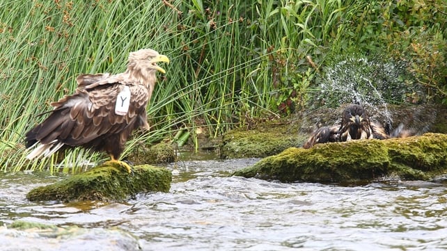 Bath time at Lough Derg