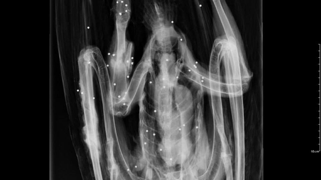 An X-Ray showing between 45 and 50 shotgun pellets in the eagle's body