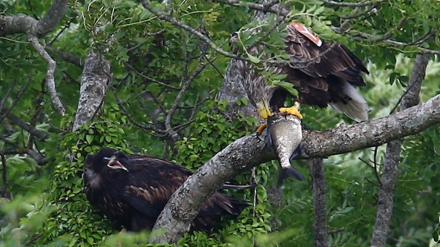 Enjoying a treetop feast
