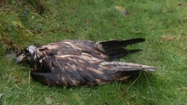 A sad end to a short life