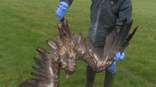 The bird survived a number of weeks after being shot before dying