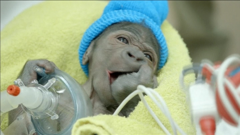 The baby girl was born weighing four pounds, six ounces