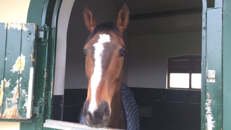 Lord Windermere back in Jim Culloty's yard following his Gold Cup success