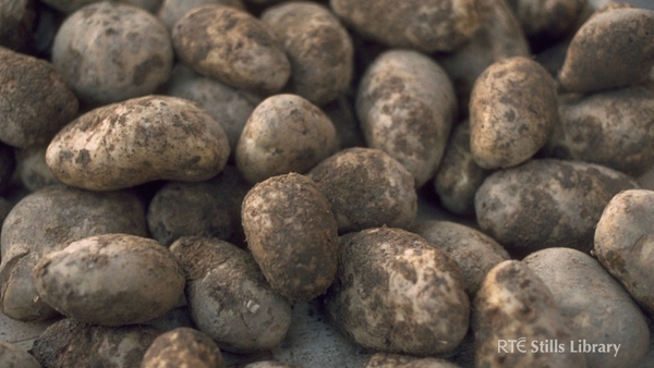 The accompanying image of potatoes was taken in 1986. © RTÉ Archives 0731/031