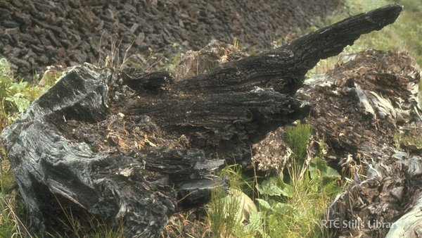 Tree stump in a bog in Co. Kildare, 1977. © RTÉ Archives 0781/064
