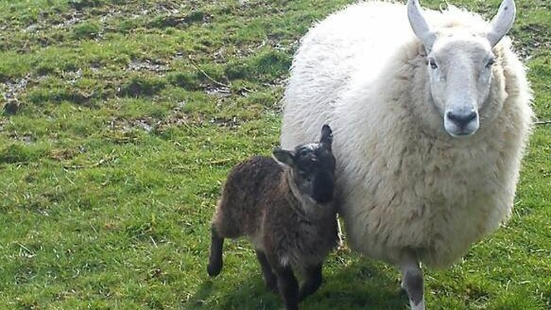 The 'geep' was born two weeks ago (Pic: Paddy Murphy)