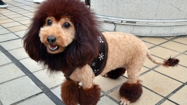 A dog, trimmed to look like a lion, walks on the rooftop of the Mitsukoshi department store in Tokyo