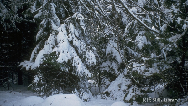 Snow-Covered Trees, 1982 © RTÉ Archives 0730/035