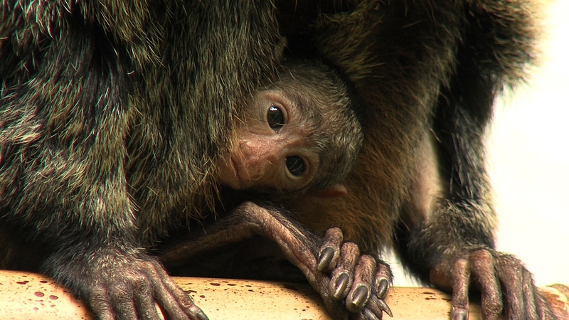 The new series returns