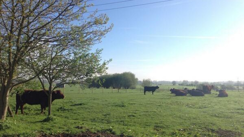 Agriculture and transport account for 75% of greenhouse gas emission in Ireland