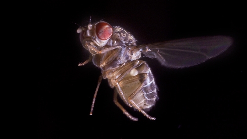 The flies used in the research are about the size of a sesame seed (Pic: Floris van Breugel and Florian Muijres)