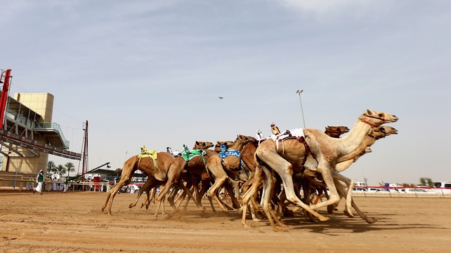 Camels race during Heritage Festival at the Al Marmoom Camel Racetrack in Dubai