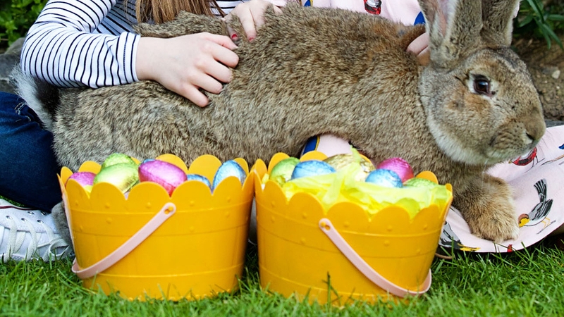 Among the events on offer are an Easter Treasure Trail, the Dublin Zoo Bunny Hop Dance and arts and crafts fun for younger visitors Photo: Patrick Bolger