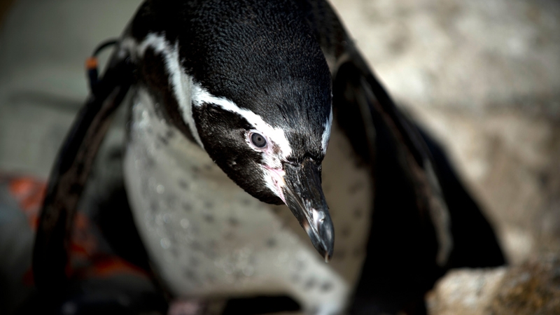 Rare Humboldt penguins were killed at animal sanctuary