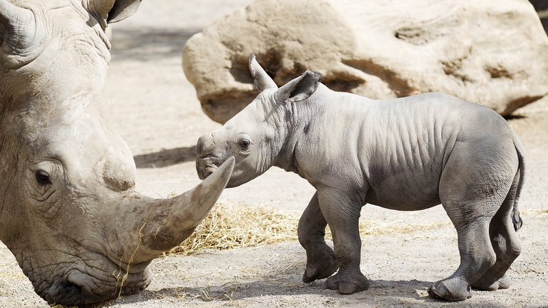The Zoo is on RTÉ One on Thursday evening, April 24, at 7:00pm Photo: Patrick Bolger