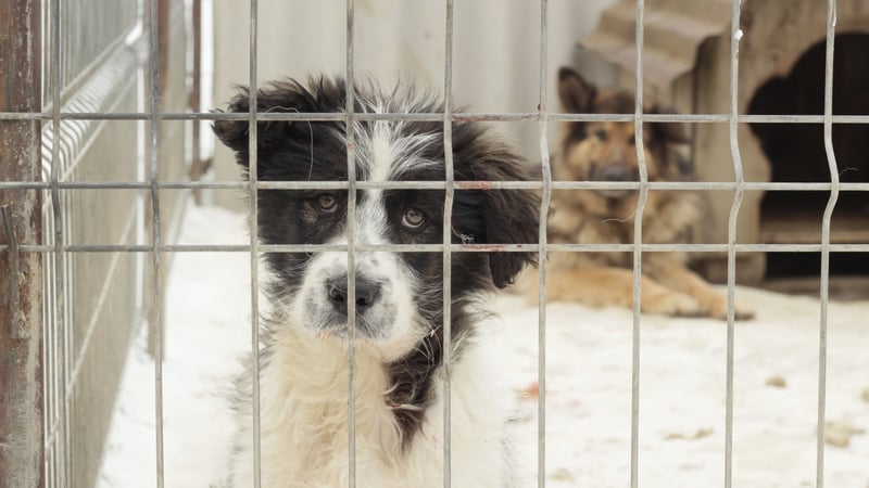 Ten dogs a day and over 3,500 dogs a year are still being put down in Irish pounds