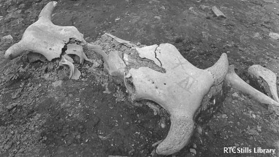 Archaeological Dig at Winetavern Street (1969) © RTÉ Archives 2052/005