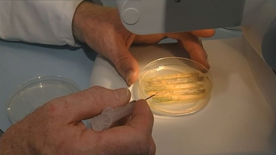 First Swine Flu Victim In Ireland