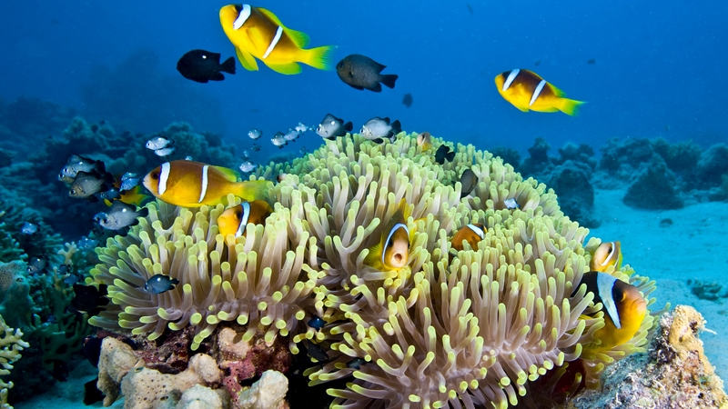 UNESCO condemned the dumping of dredge in reef waters