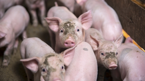 PEDv has killed around seven million piglets in the US