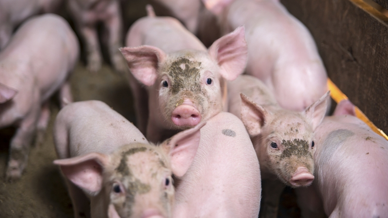 PEDv has killed around seven million piglets in the US