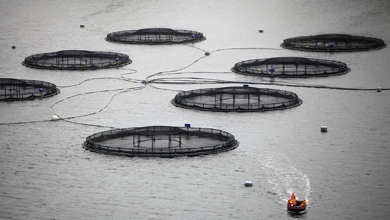 An application is currently with the Minister for Agriculture Food and the Marine