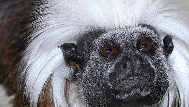 The cotton-top tamarin is considered one of the world's most endangered primates (Pic: Lancashire Police)