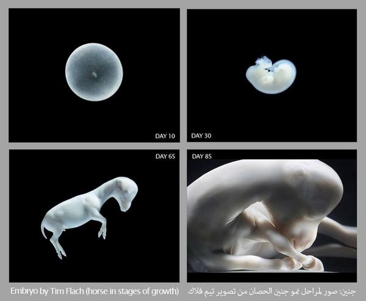 Embryo science in Cattle and Horses