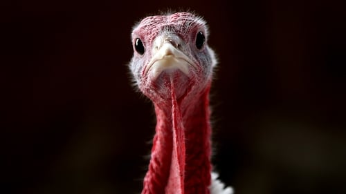 Animal rights activists have appealed the decision