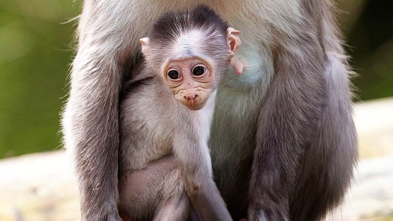 The baby is the third born to parents Tema and Danso