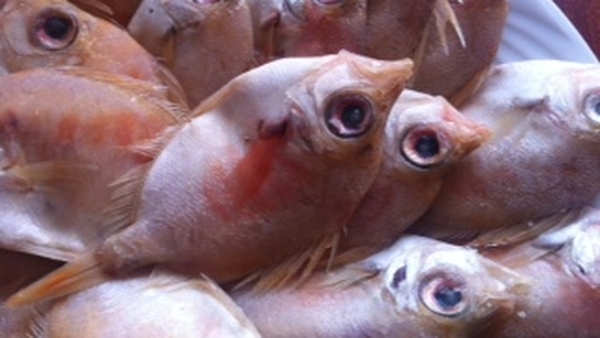 The plant will principally use boarfish as the main raw material