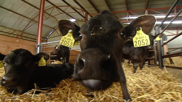 26,000 Irish farmers are engaged in cattle rearing