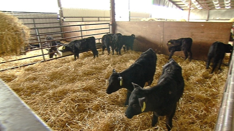 Cattle farmers have been concerned over falling prices and retailers' specifications