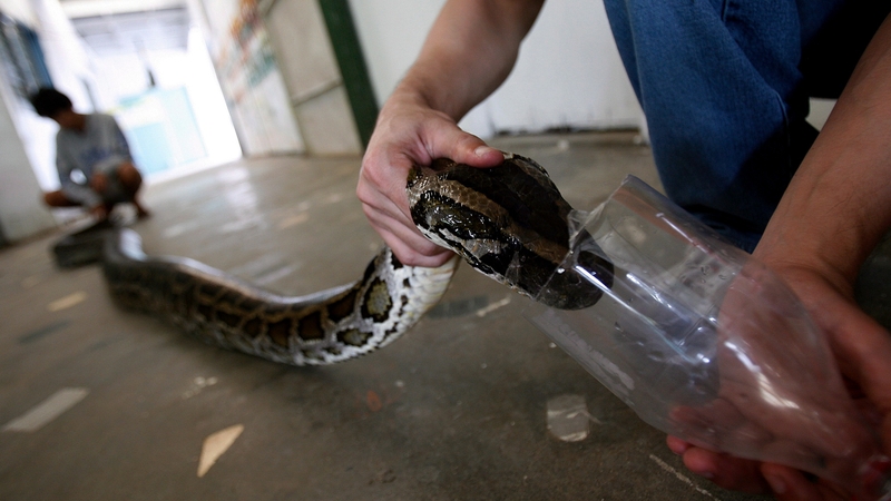 A five-metre Burmese Python inside a local zoo in Manila
