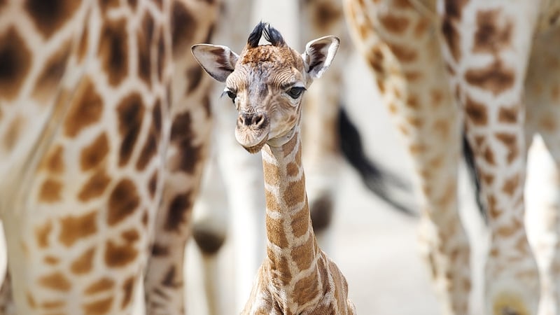 The calf made his first outside appearance in Dublin Zoo's African Savanna on Monday May 12 Photos: Patrick Bolger