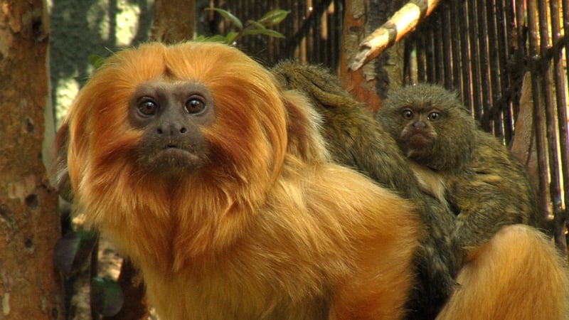 The Zoo - RTÉ One, 7:00pm