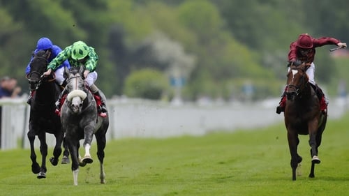 The Grey Gatsby improved for the step up to just over 10 furlongs in the Dante