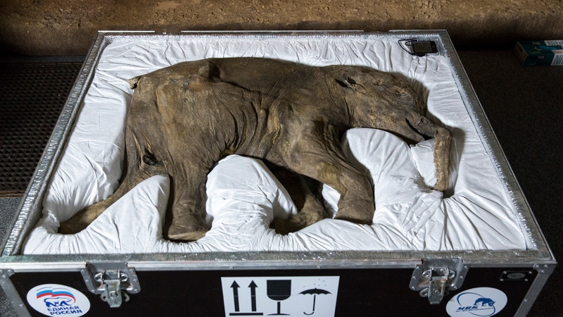 Baby woolly mammoth was found in 2007