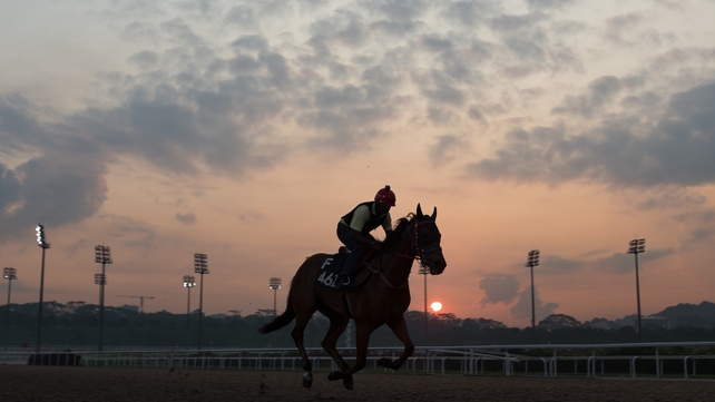 A horse is ridden by a work rider during a Singapore Turf Club trackwork session