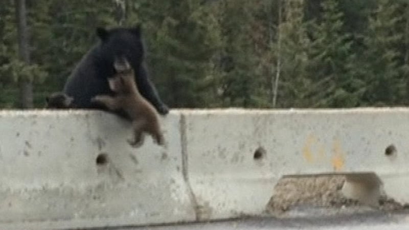 The mother bear pulling her cub to safety