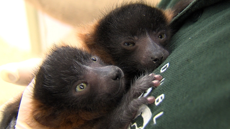Two red ruff lemurs born on The Zoo