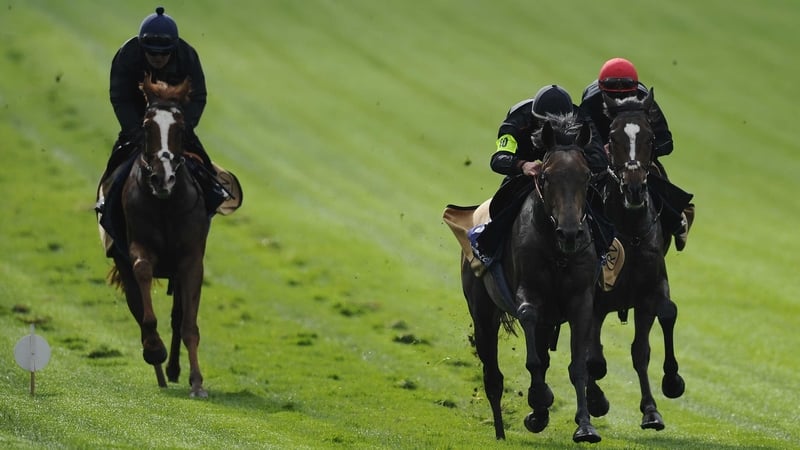 Kingston Hill pictured leading his stablemates in fast work