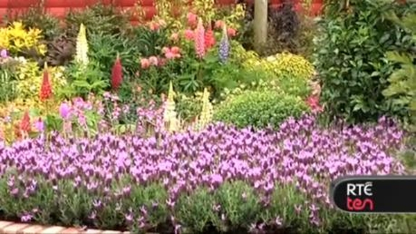RTÉ Ten at Bloom!