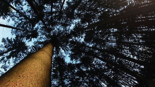 The UN is calling for urgent action to help safeguard the world's forest species